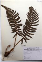 藏品(尖葉耳蕨)的圖片